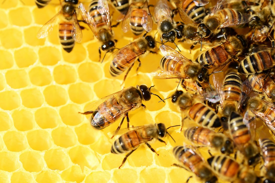 דבורים בכוורת